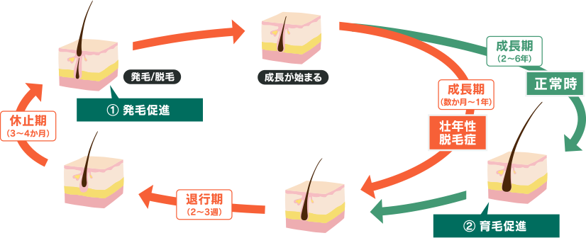 毛周期とミノキシジルの作用